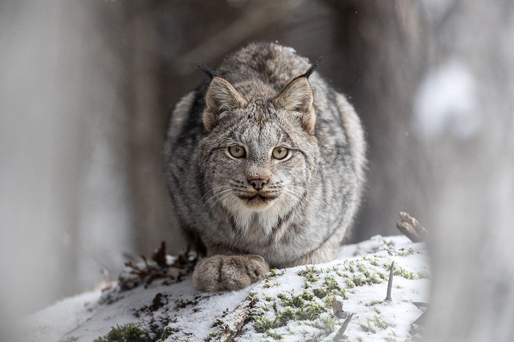 A Canada lynx crouches on a snow-dusted ridge off the highway near Fort Nelson, B.C.