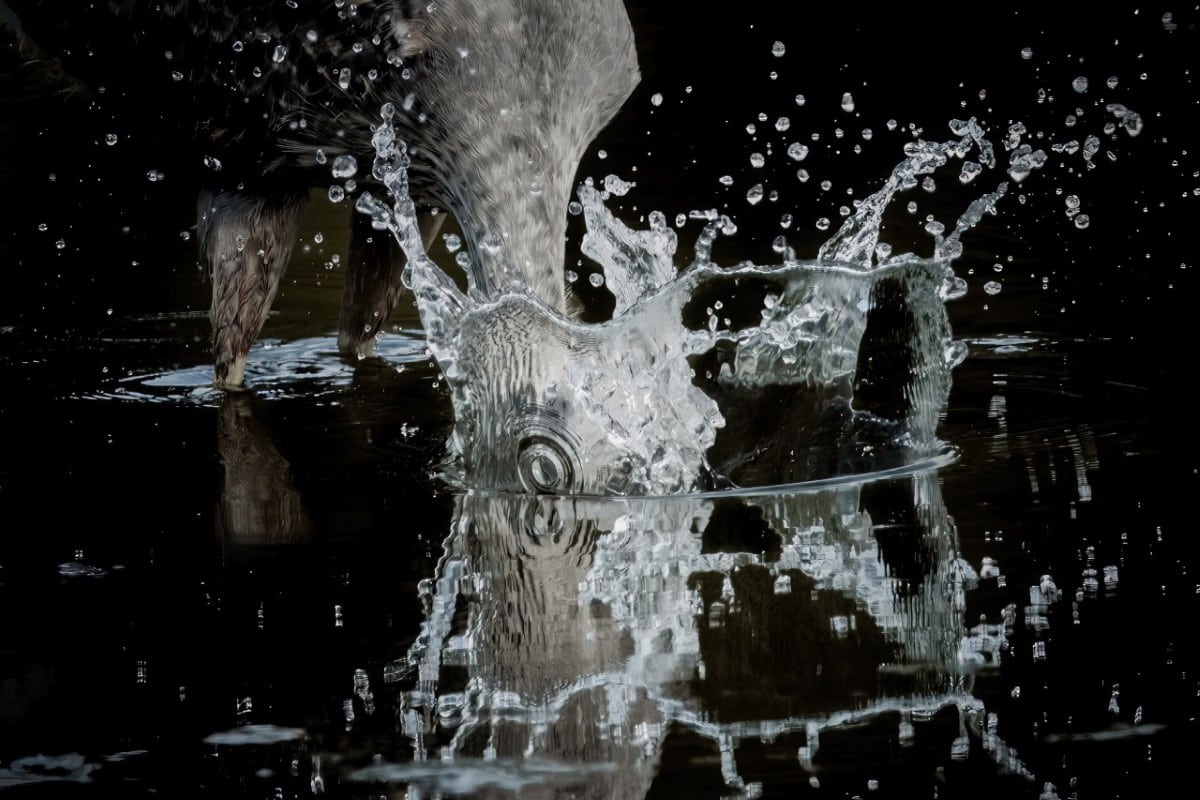 Great blue heron plunging its mill into a lake