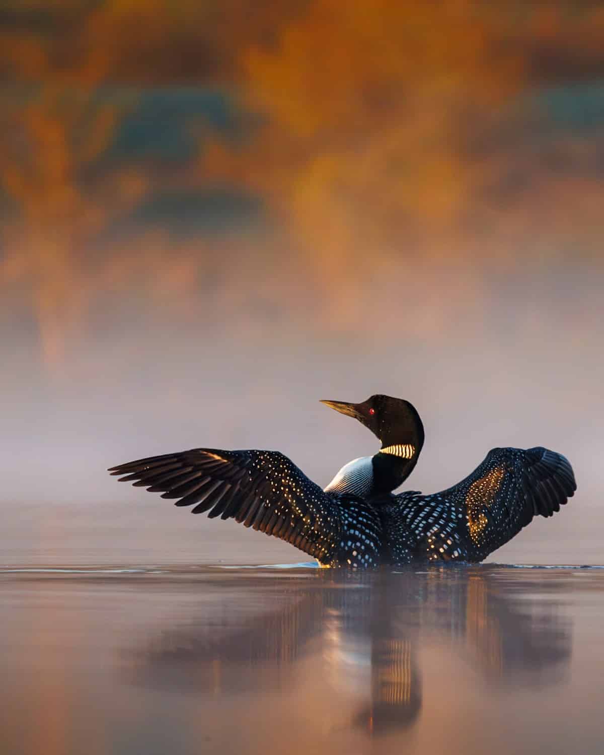 Loon shaking water from its feathers as it sits on a lake