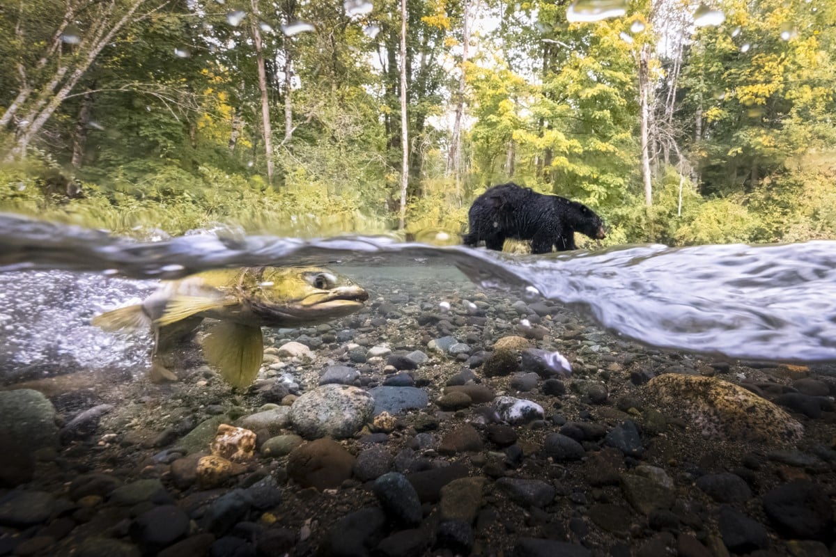 Split shot of pink salmon and black bear along a river in Vancouver Island