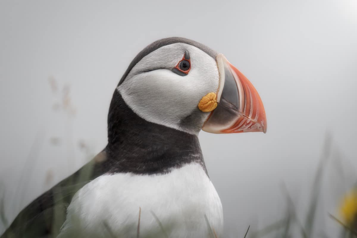 Puffin walking on the cliff in Iceland