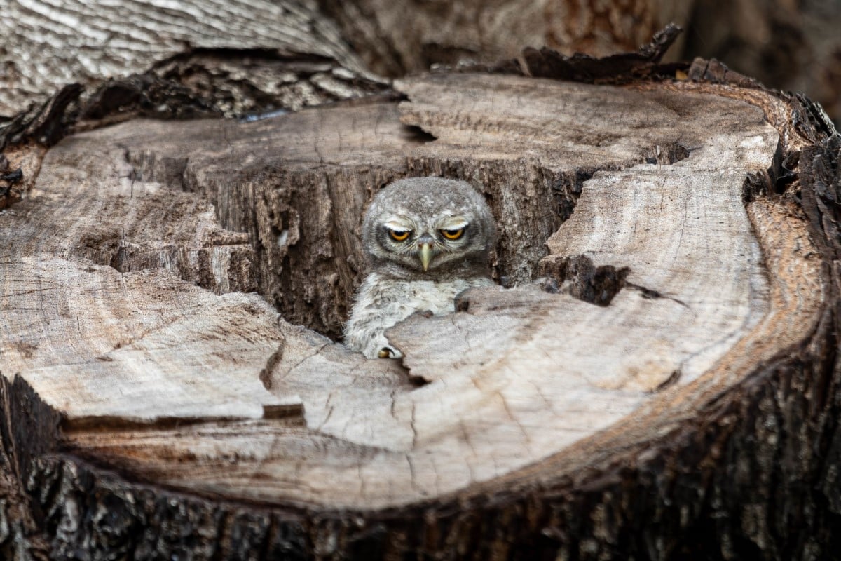 Spotted owlet (Athene brama) emerging from a hollow within a yellow flame tree situated in the university campus