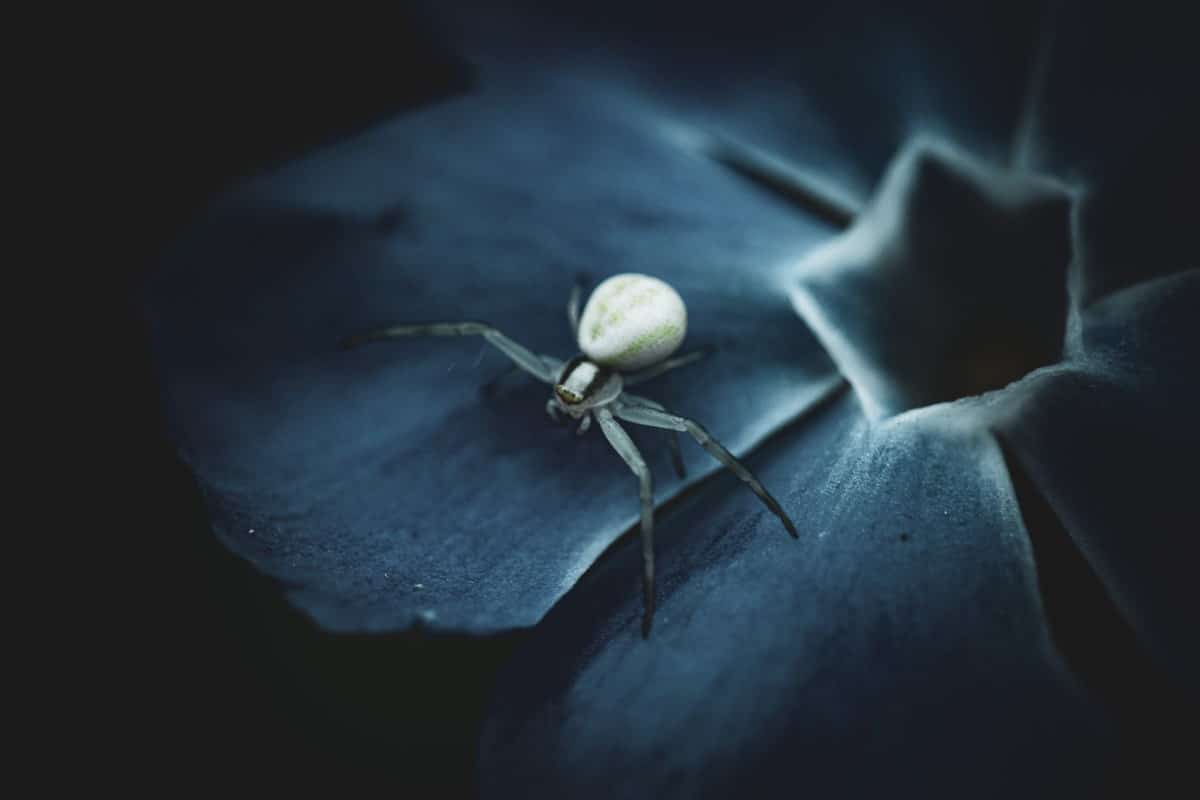 Macro photo of a spider on a leaf