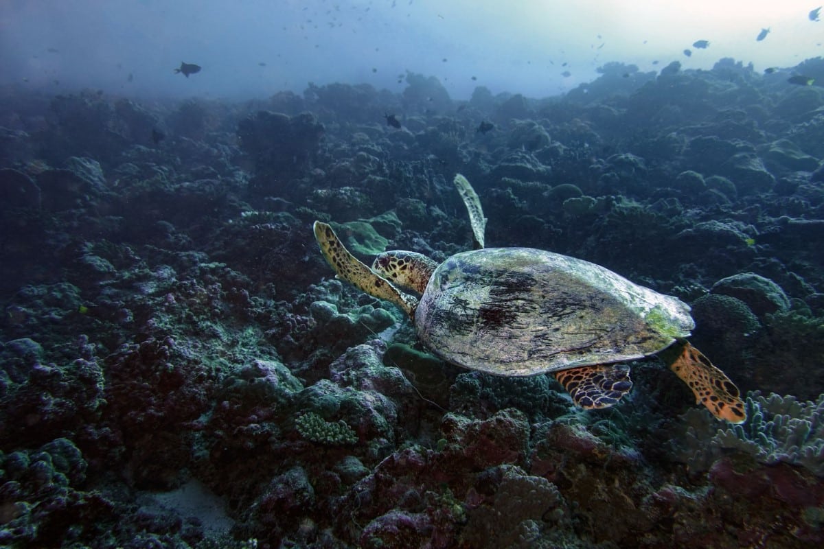 Turtle Swimming in the Maldives