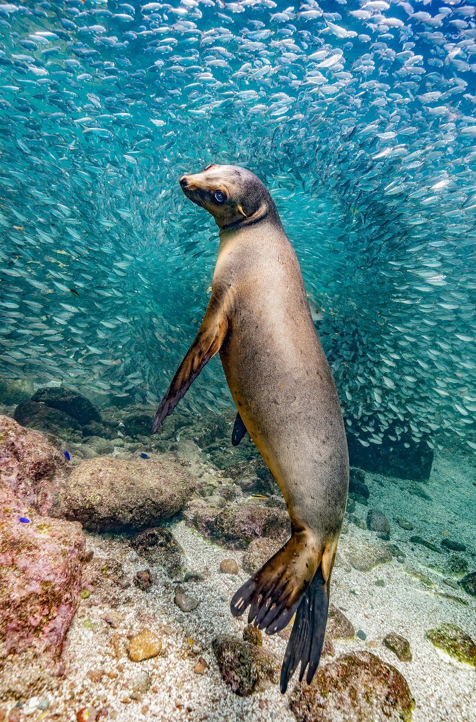 Sea lion underwater in Los Islotes 