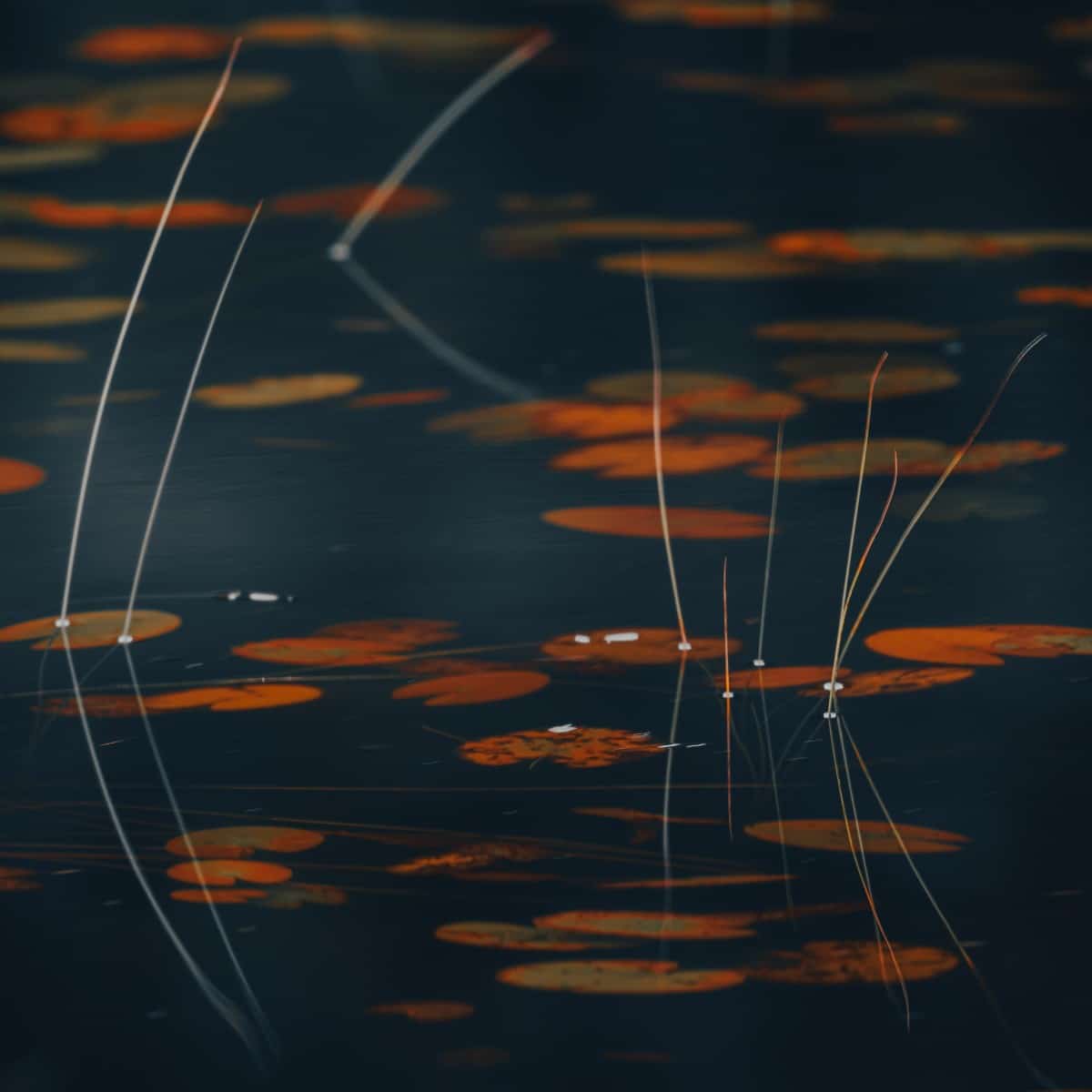 Water lilies 