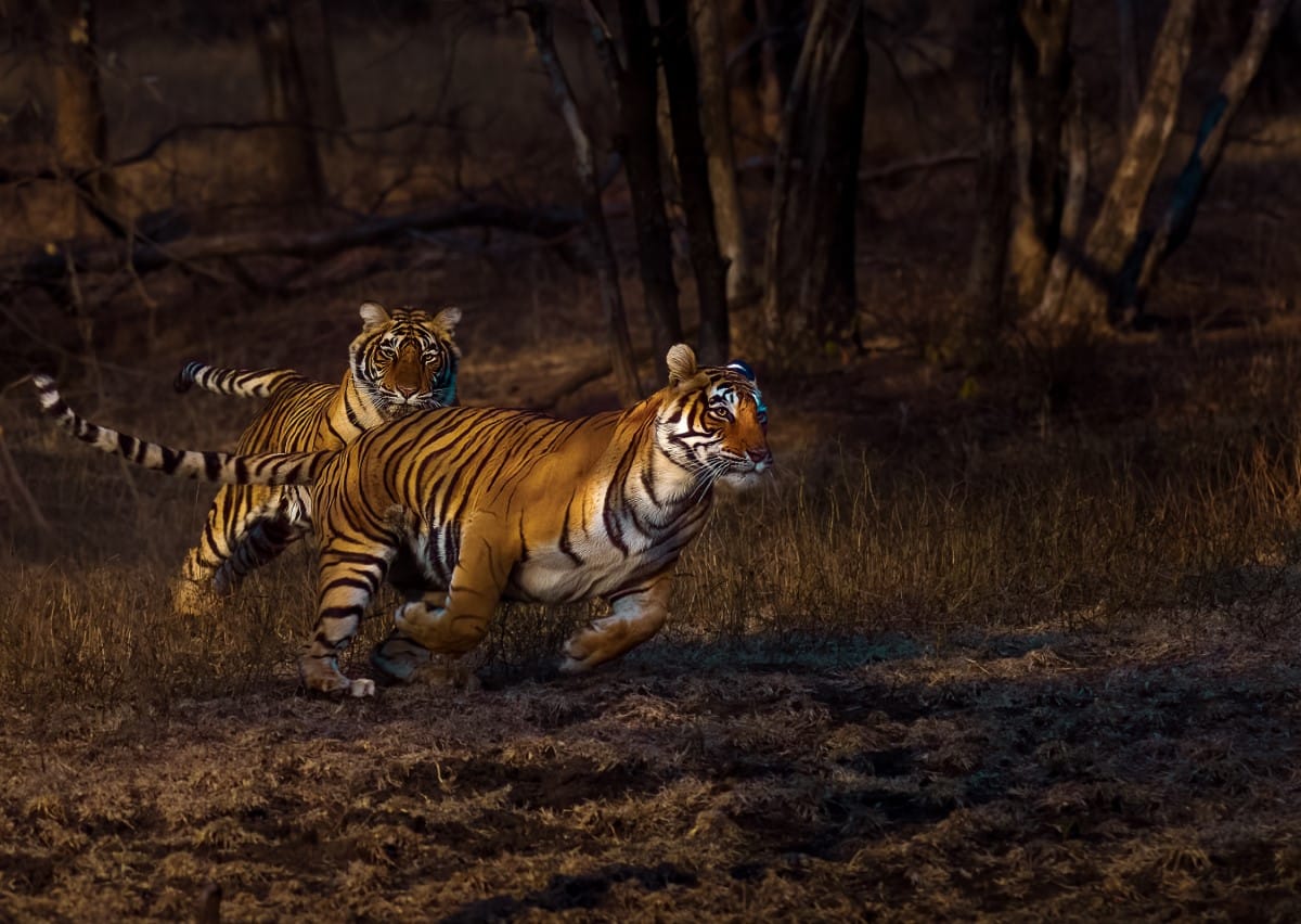 Tigresses running in the forest
