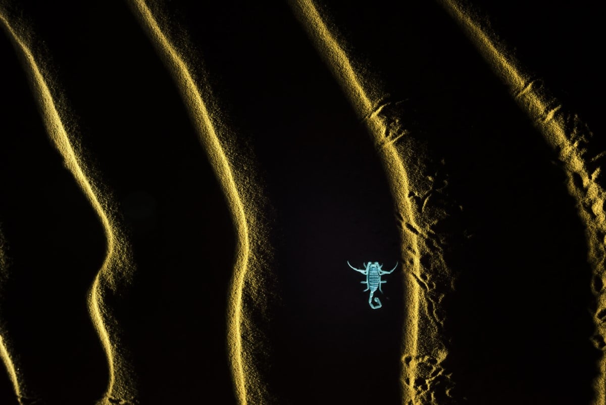 Scorpion under UV lights on sand dunes