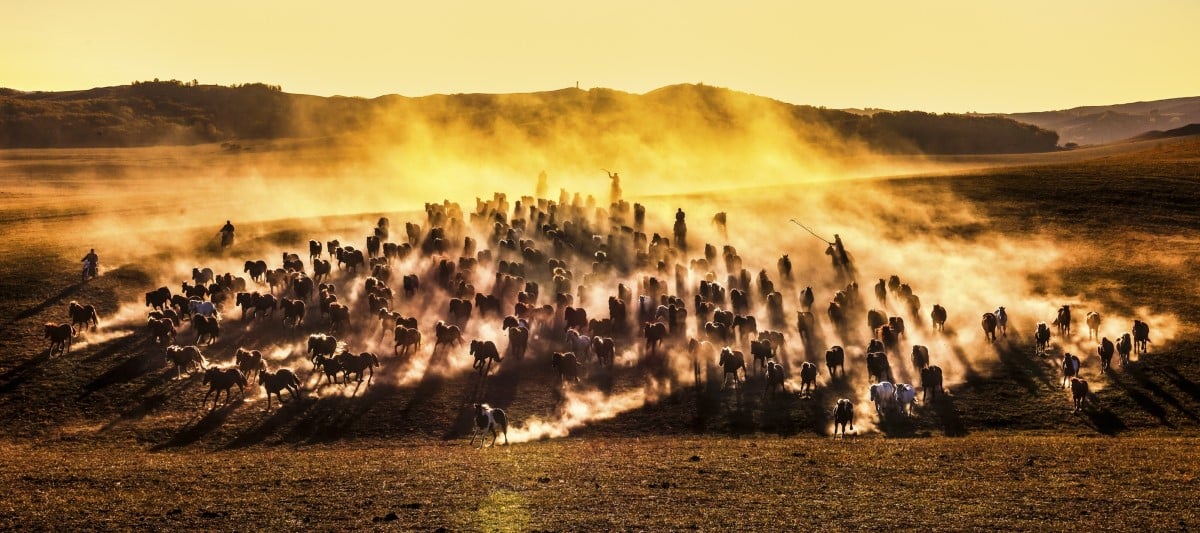 Horses running down sand dunes on the Ulan Butong Grassland in Inner Mongolia