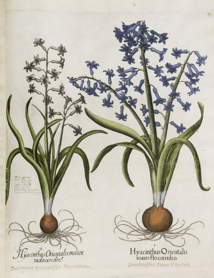 Botanical Illustration Book