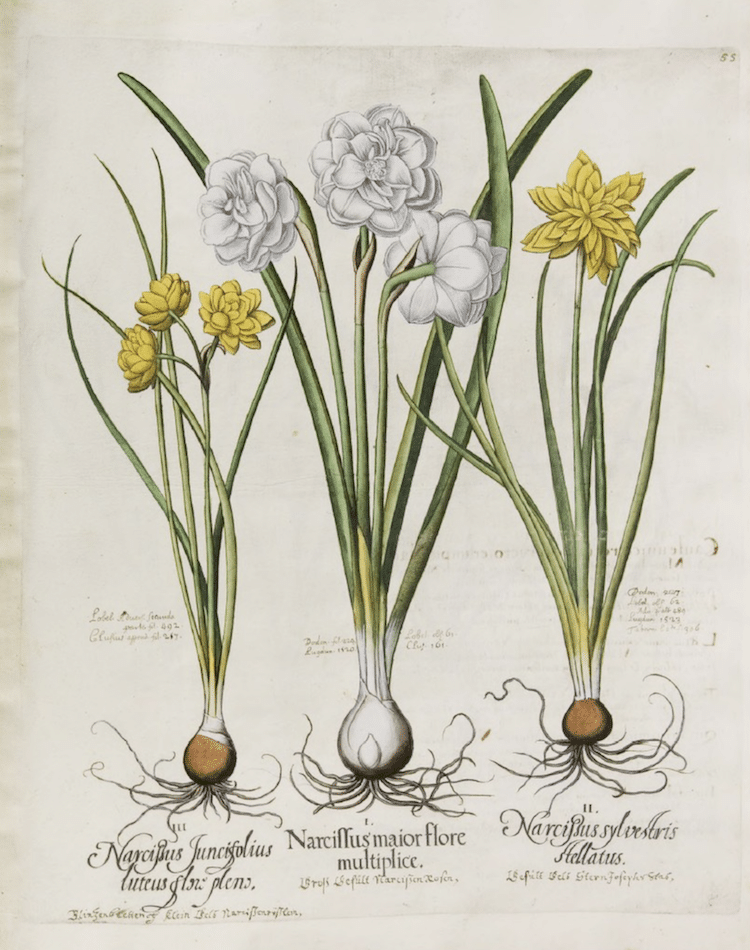 Botanical Illustration Book