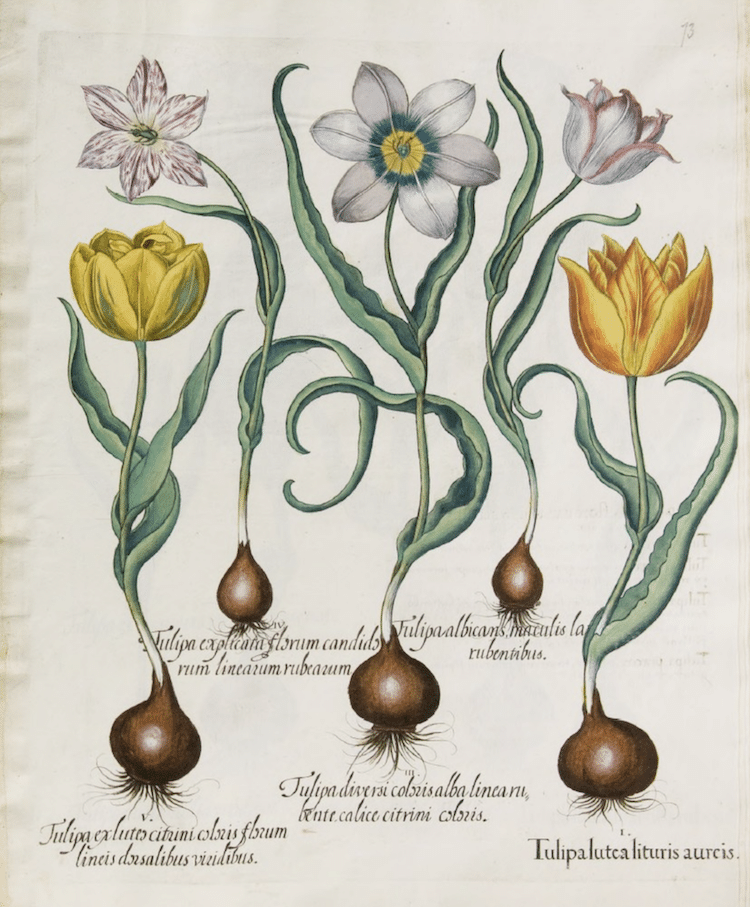Botanical Illustration Book