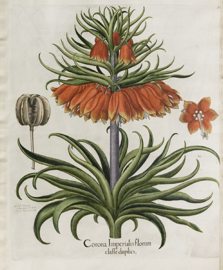 Botanical Illustration Book
