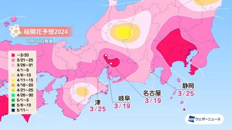 map of japan with cherry blossom season start forecast