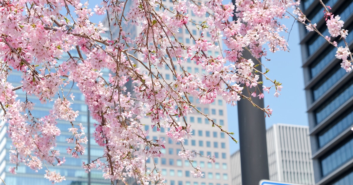 Forecast Maps Predict When Cherry Blossoms Will Arrive in Japan 2024