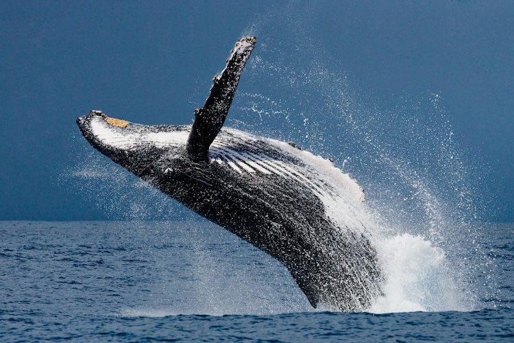 whale jumping out of the water