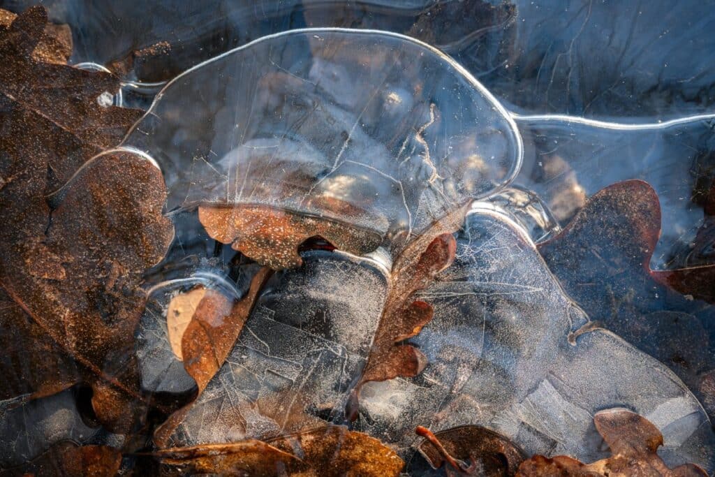 Detail of leaves under frozen water