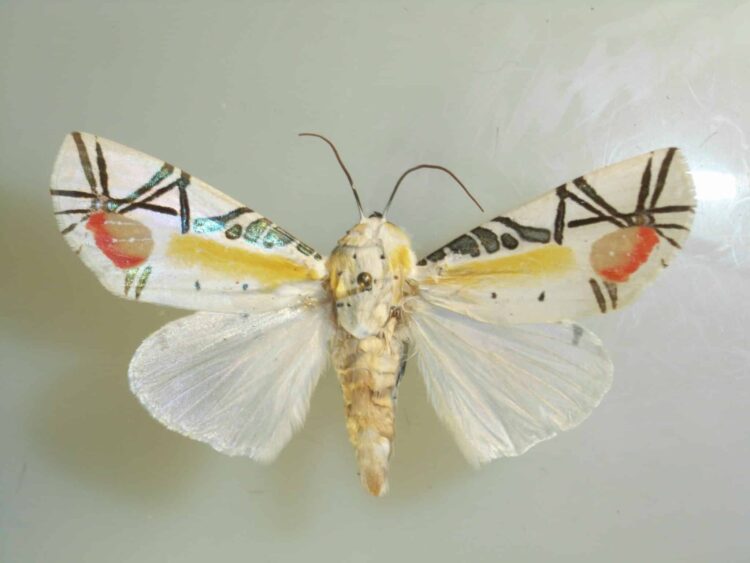 Meet the Picasso Moth, an Artful Insect