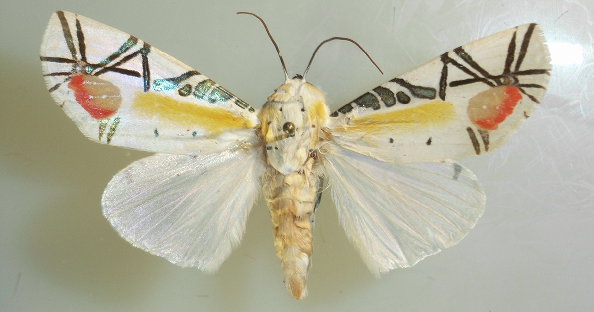Meet The Picasso Moth An Artful Insect