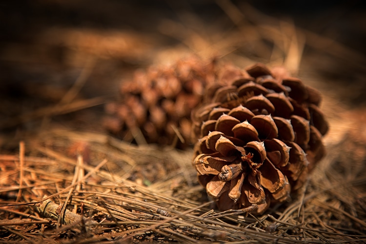 pine cone on forest floor
