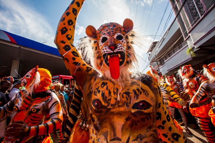 Thrissur, Kerala, India / September 10, 2014: Trained dancers get their body painted in the colors of a tiger participate in the famous 200 year old Pulikali dance.