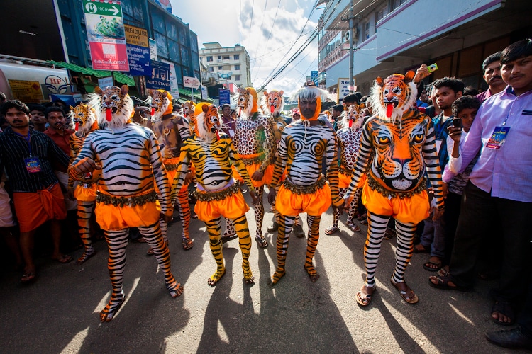 Thrissur, Kerala, India / September 10, 2014: Trained dancers get their body painted in the colors of a tiger participate in the famous 200 year old Pulikali dance.