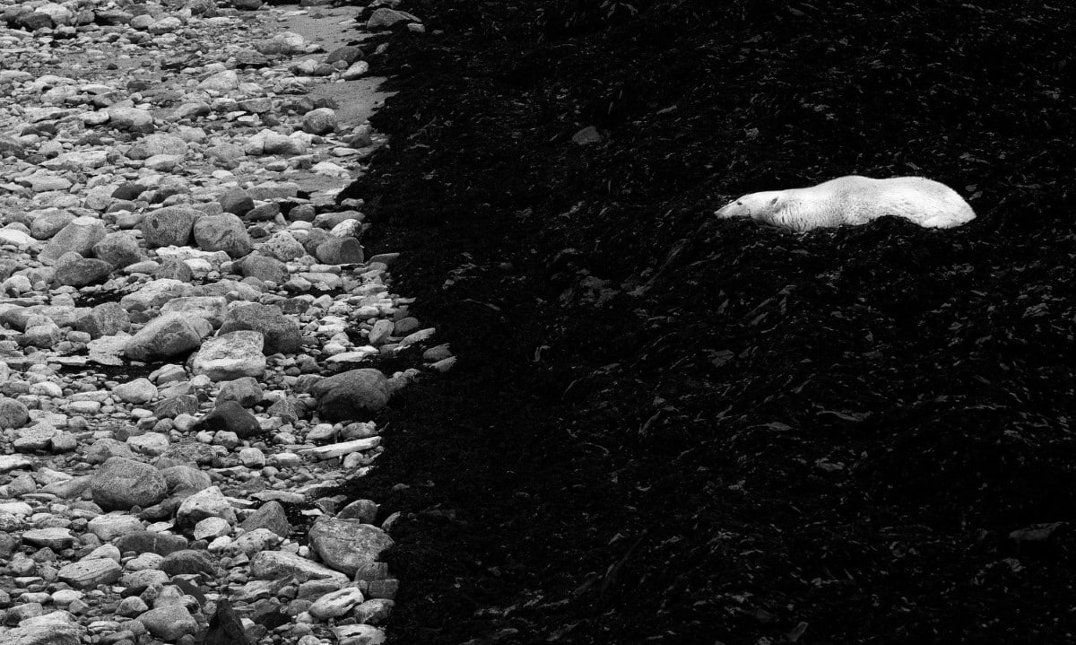 Black and white photo of a polar bear laying down in Hudson Bay