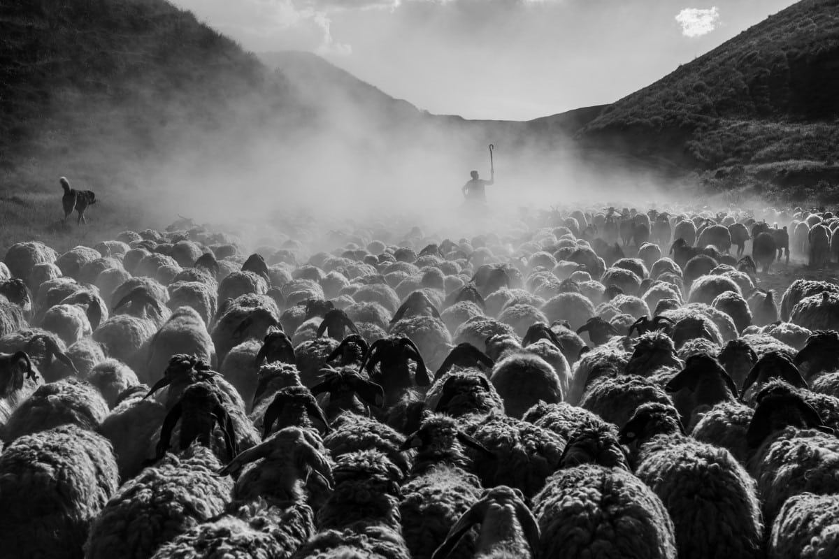 Black and white photo of a flock of sheep