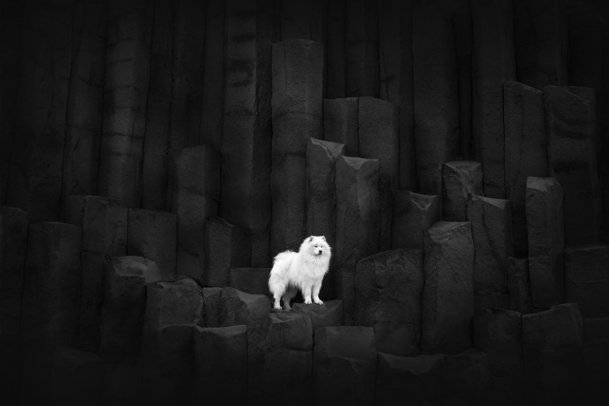 Black and white photo of a Samoyed Atlas standing proud at Reynisfjara in Iceland
