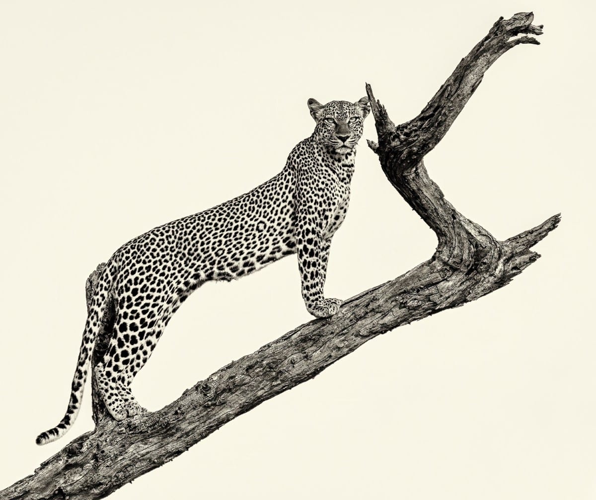 Black and white photo of a leopard posing on a tree