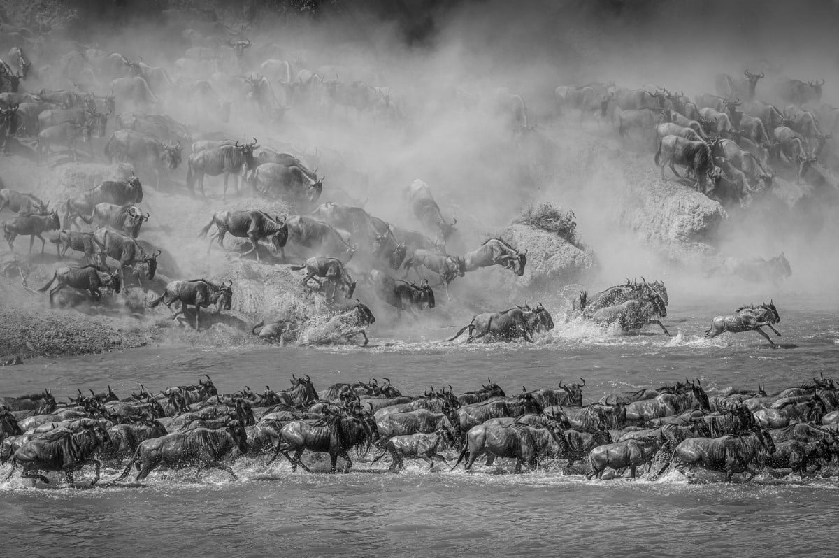 Black and white photo of stampeeding wildebeest