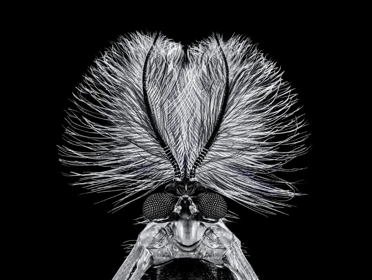 Black and white photo of a Chironomus plumosus mosquito