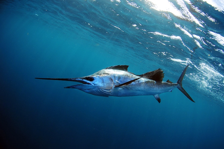 Sailfish Swimming Underwater