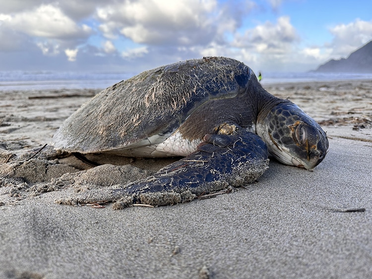 “Squirt” the Green Sea Turtle Rescued in Oregon