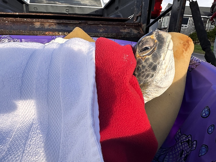 “Squirt” the Green Sea Turtle Rescued in Oregon