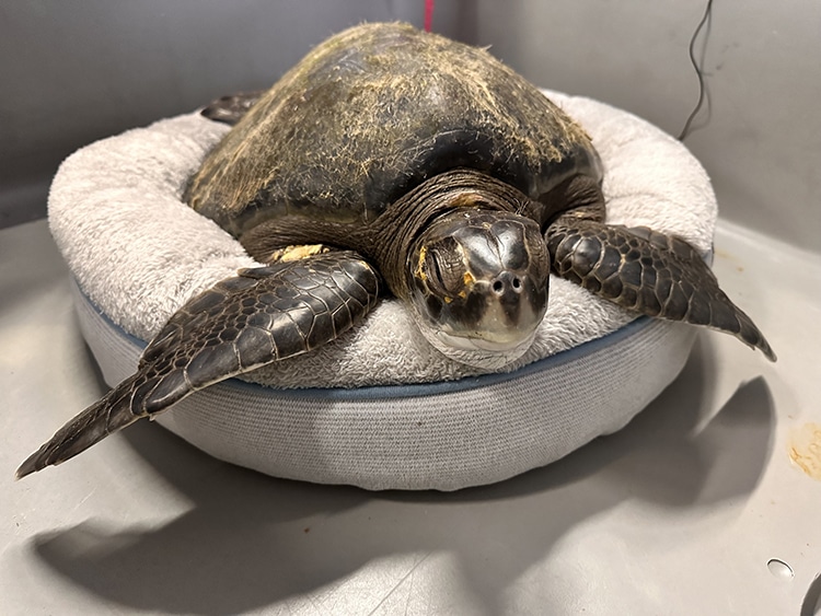 “Squirt” the Green Sea Turtle Rescued in Oregon