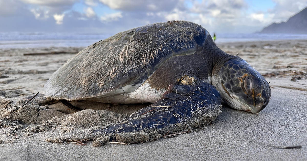 “Squirt” the Green Sea Turtle Rescued in Oregon