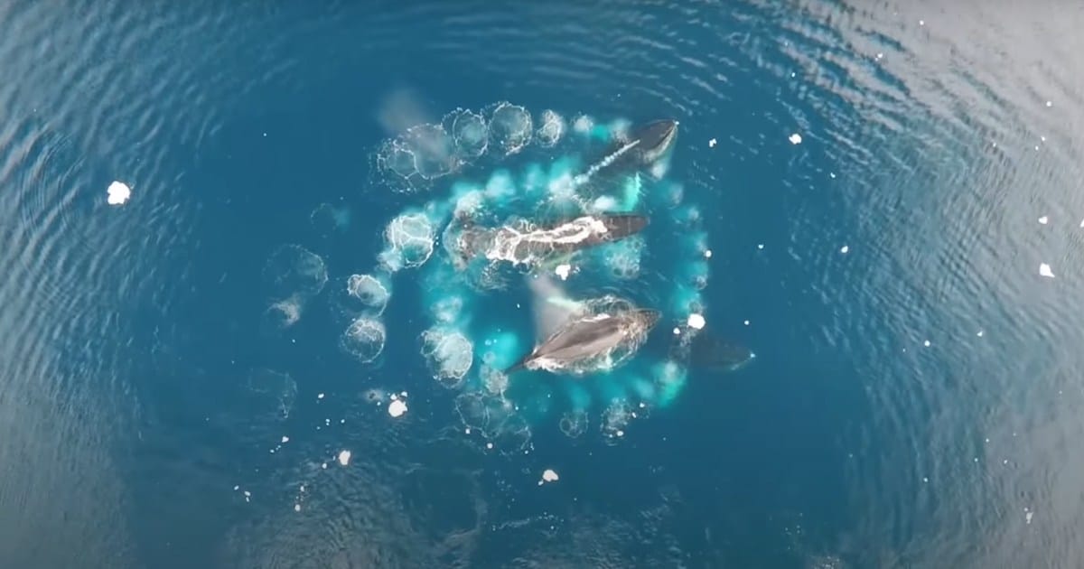 Drone Footage Captures Humpback Whales Creating Stunning Fibonacci Spirals  in Water | Search by Muzli