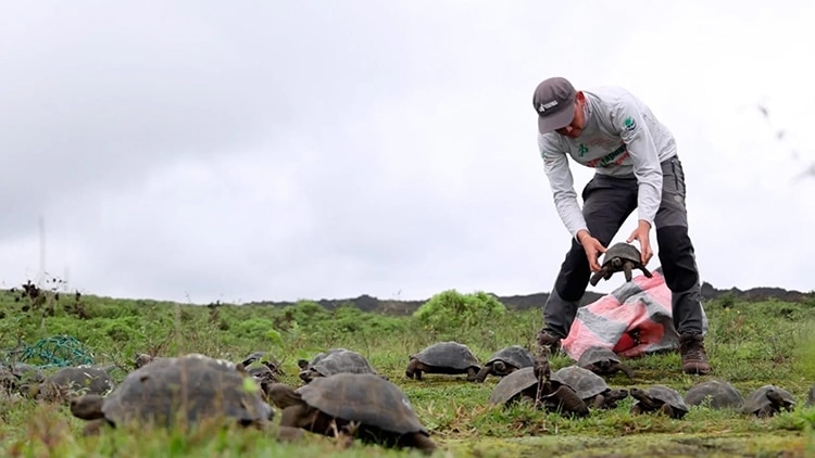 136 Juvenile Galápagos Tortoises Released to the Wild