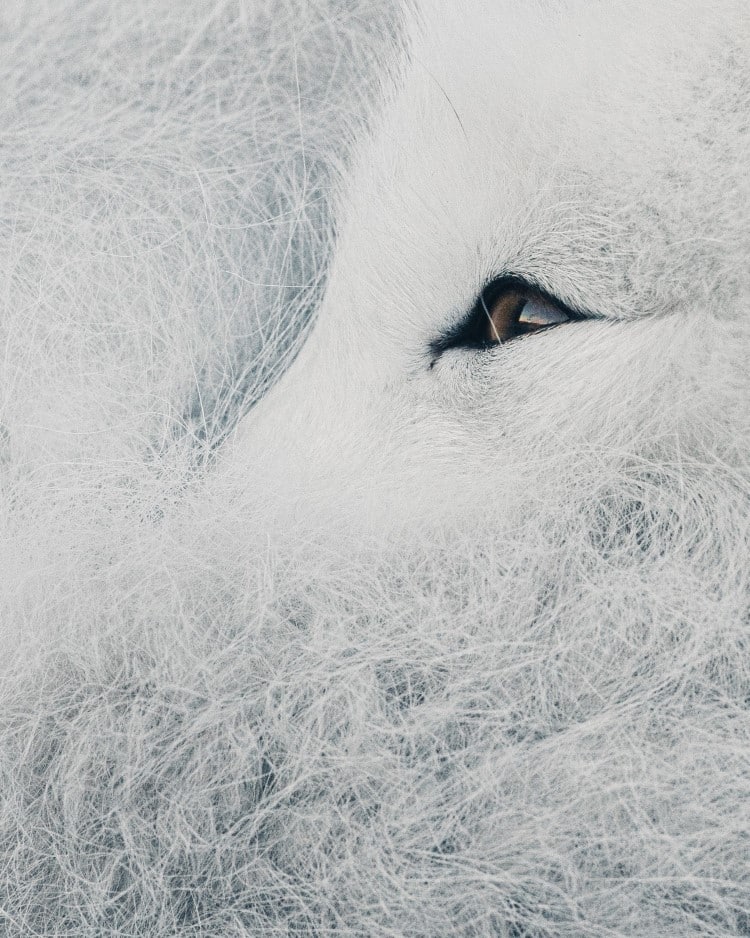 Arctic Fox Eye Up Close by Konsta Punkka