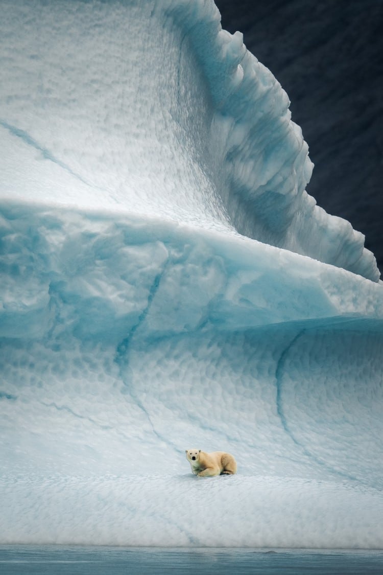 Greenland Polar Bear by Konsta Punkka