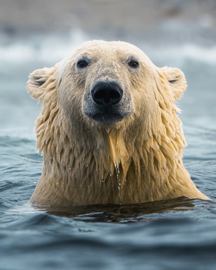 Svalbard Polar Bear by Konsta Punkka