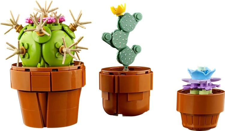 Cacti and succulents. Each plant in a different pot.