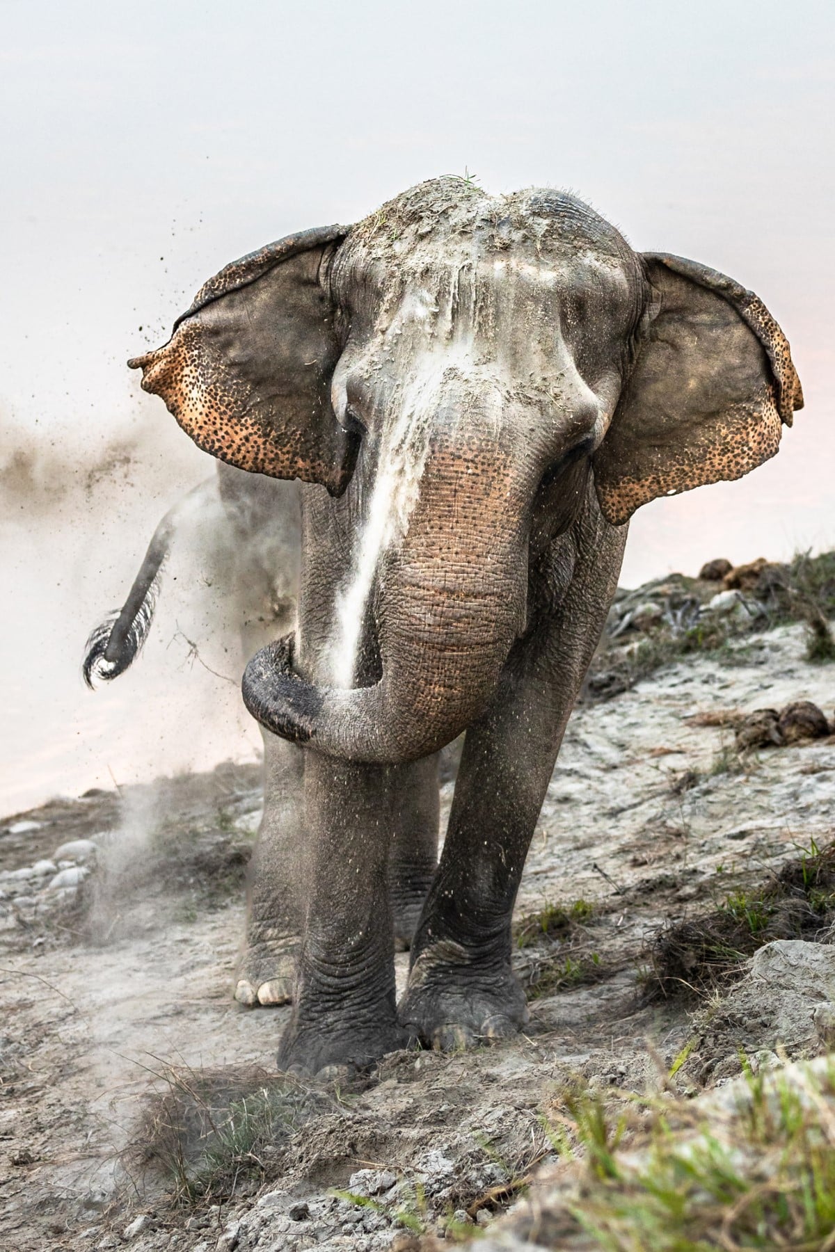 Elephant taking a sand bath along the Narayani River