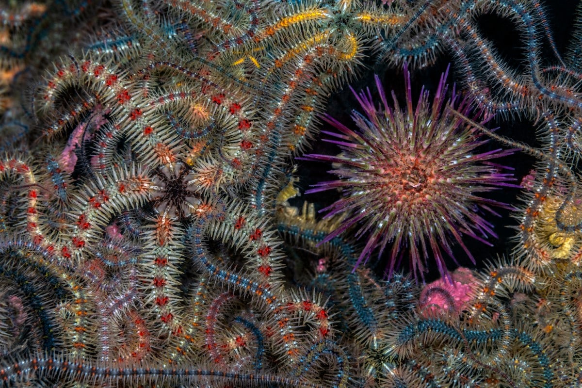 Purple sea urchin and brittlestars