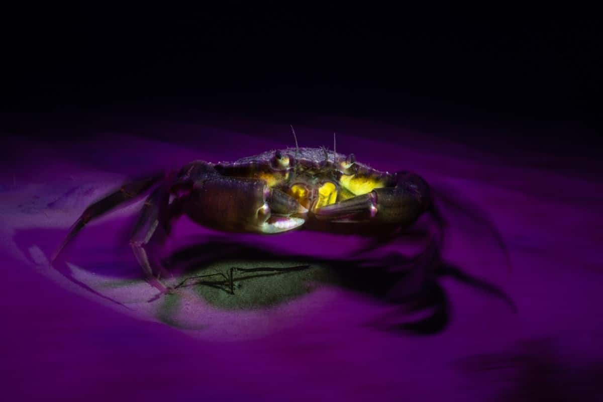 Crab running along the seabed at night