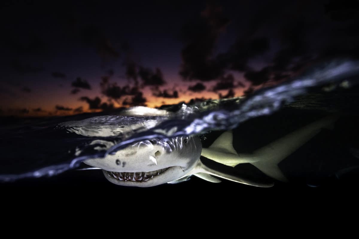 Over Under Photo of a Shark at Sunset in the Bahamas