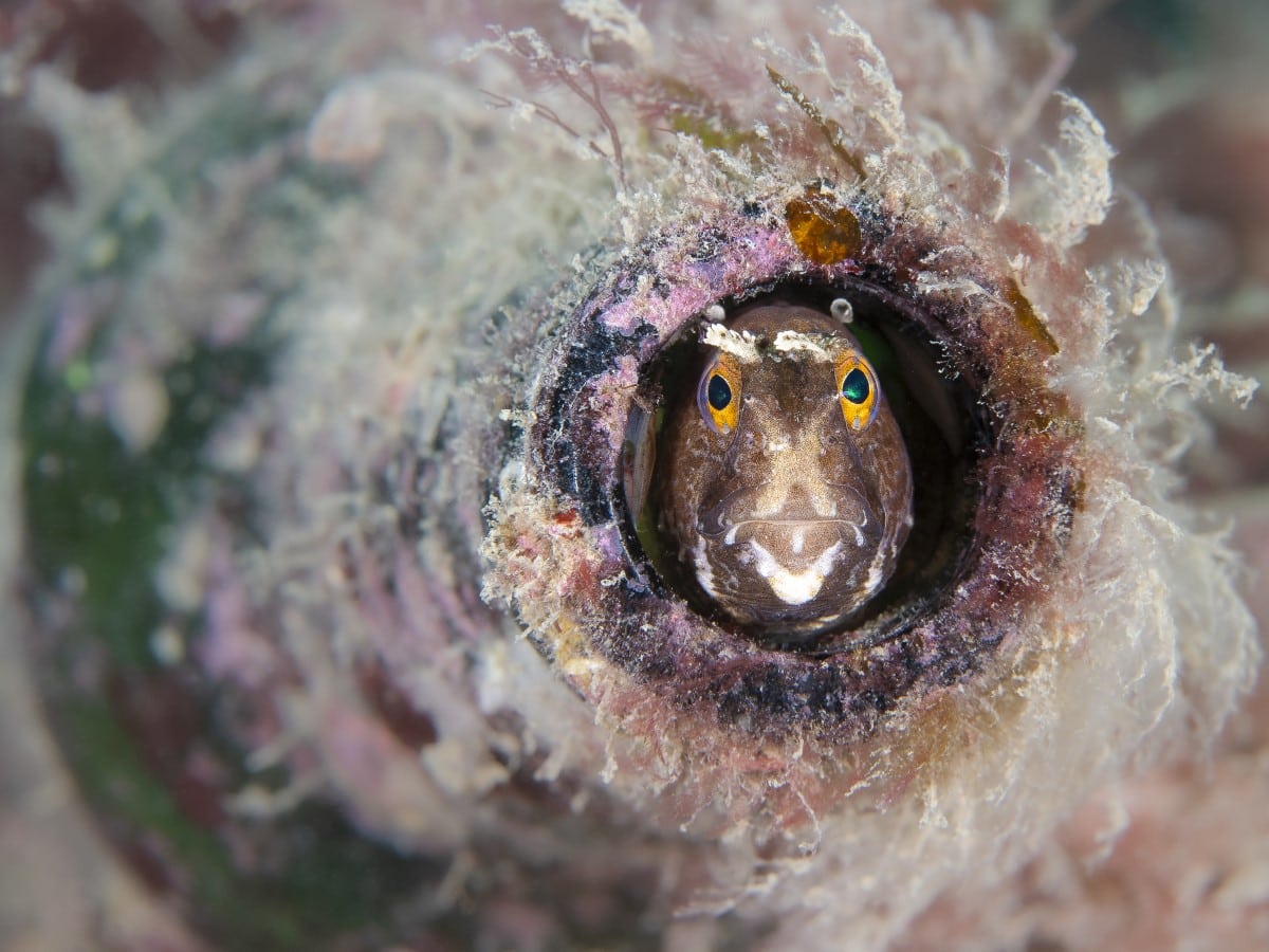 Butterfly blenny peaking out of a shell