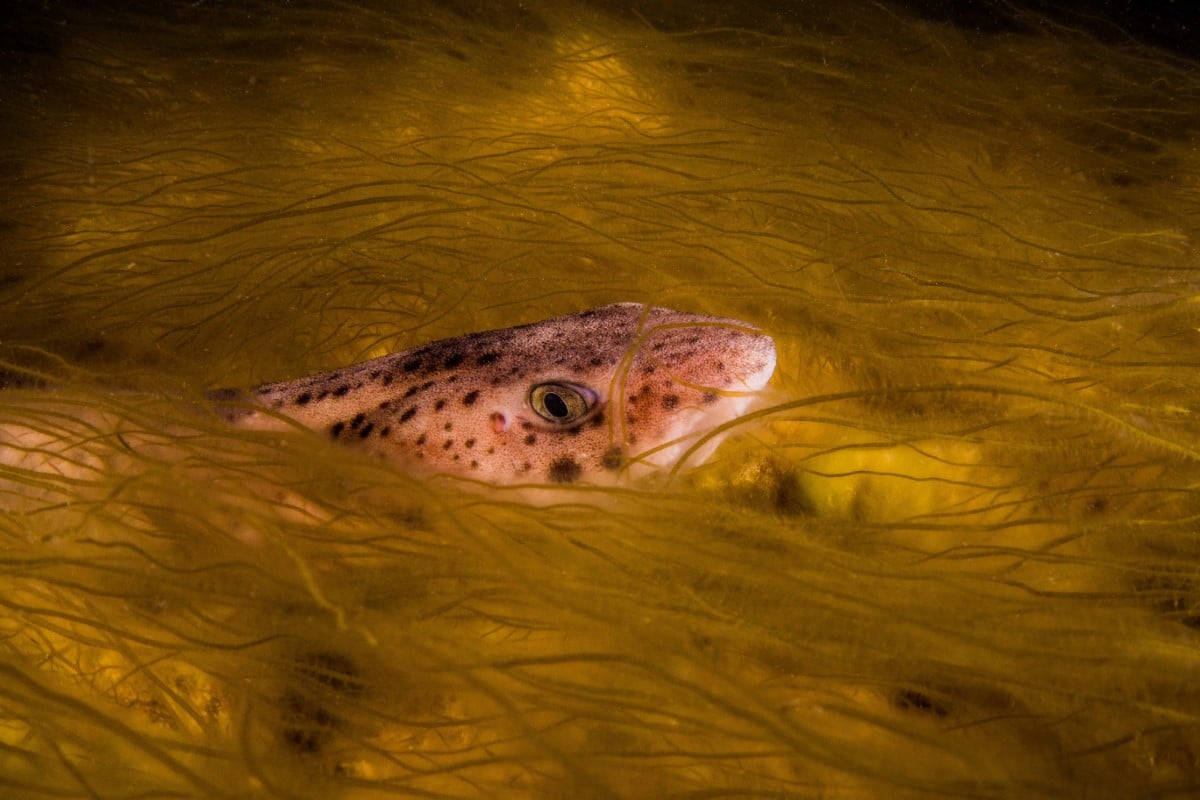 Catshark peaking out of bootlace weed