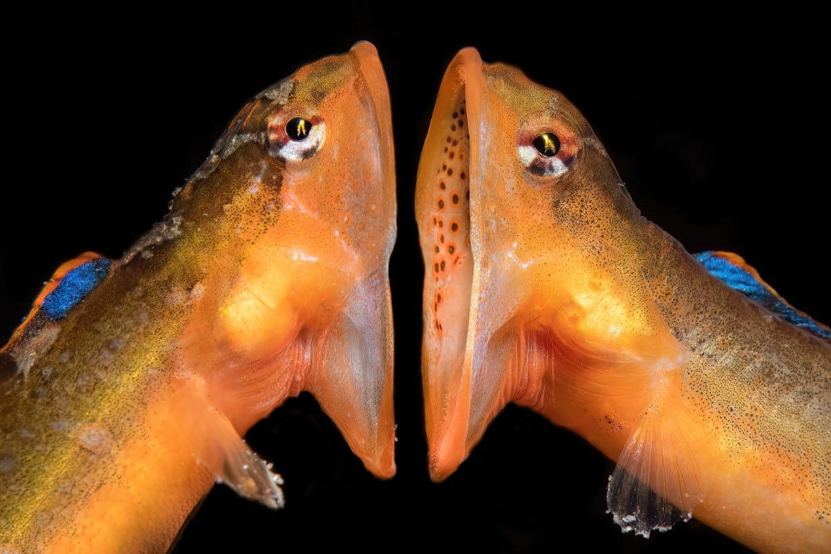 Two female Zoarchias major eelpouts in a fight